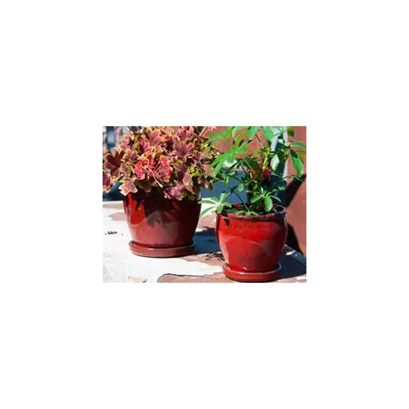 Verandah 7.5" Butter Cup Sz A Trd