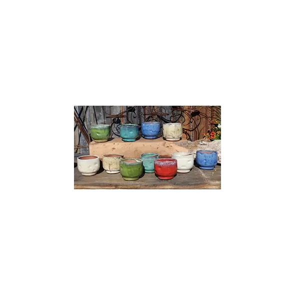 PHG Finger Succulent Cup Mixed Set of 12