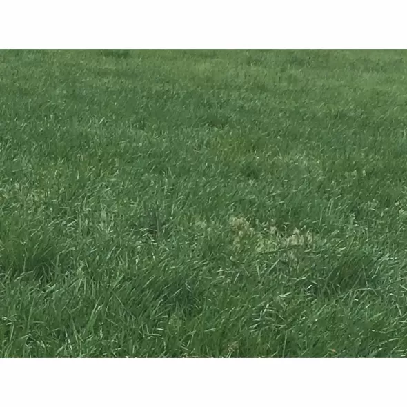 50 lb Bag Dryland Pasture Mix Grass Seed