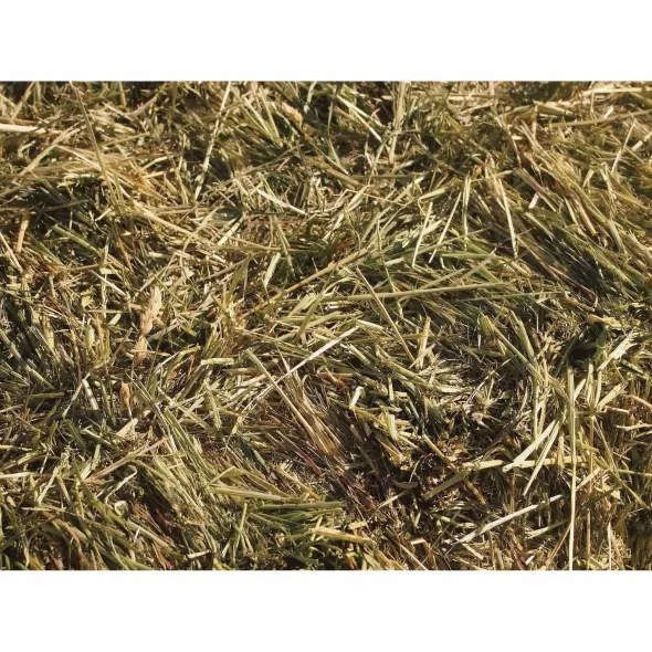 50 lb Bag Dryland Pasture Mix Grass Seed