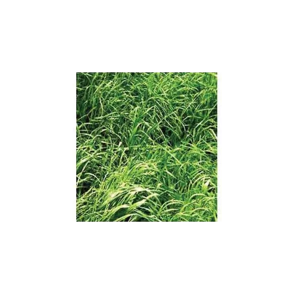 50 lb Bag Annual Rye Grass Seed
