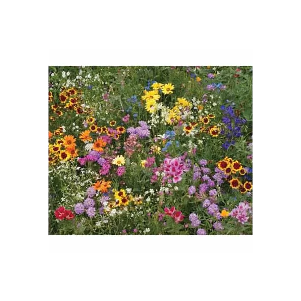 1 lb Annual Wildflower Mix Flower Seed