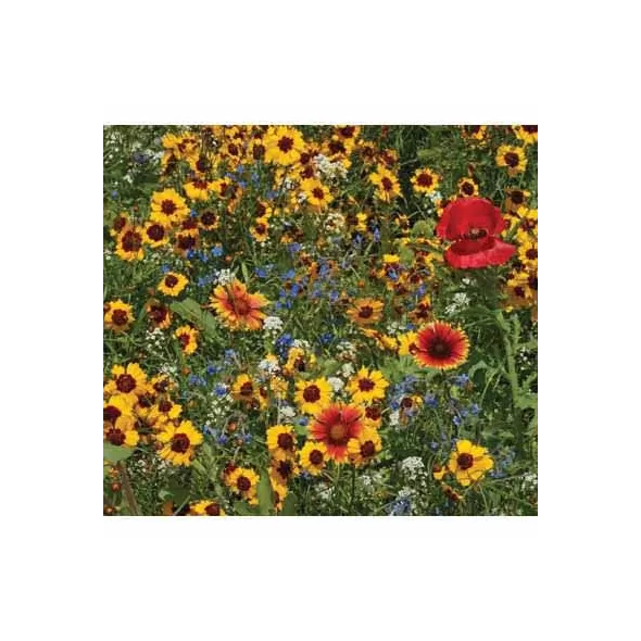 1 lb Bee Happy Pollinator Mix Flower Seed