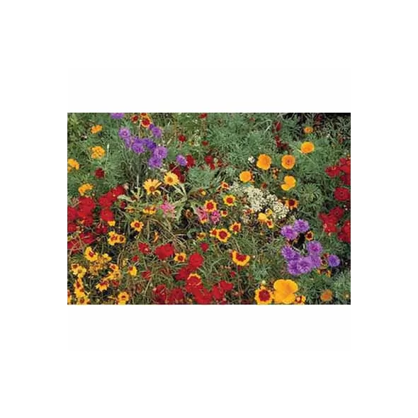1 lb Low Grow Wildflower
