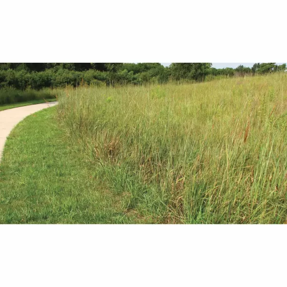 5 lb Bag Low Maintenance Turf Mix Grass Seed