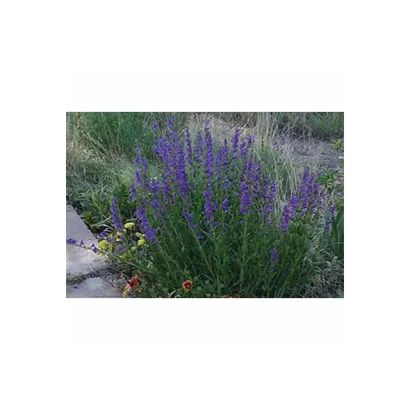 1 lb Rocky Mountain Wildflower Seed