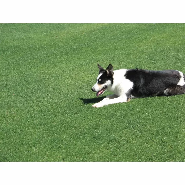 5 lb Bag Clubhouse CPQ & ST Perennial Rye Blend Grass Seed