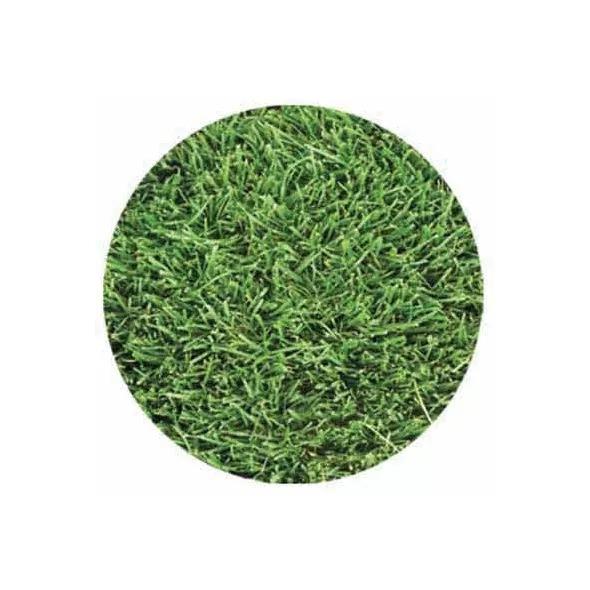Delta Bluegrass Company Grass Seed | 12LC11