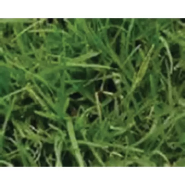 50 lb Bag Common Hulled Coated Bermuda Grass Seed 2 to 3 lb/10000 sq-ft Coverage