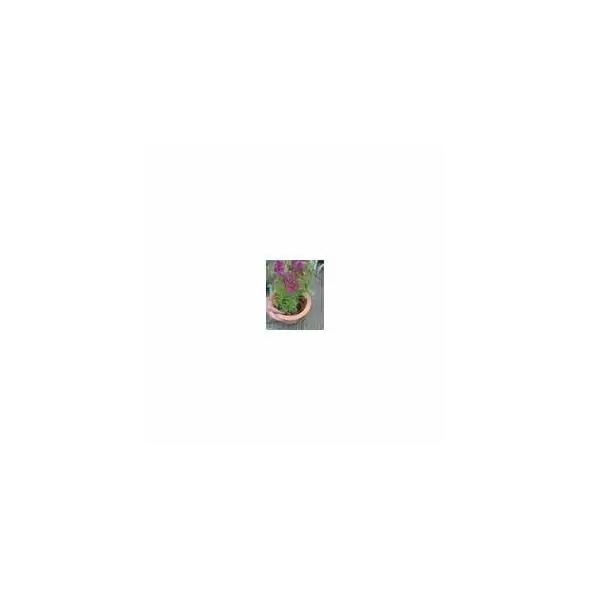 Rain Bird LDQ Polyethylene Landscape Dripline 1/4" x 100' 1 gph 6" Space Brown | X35201