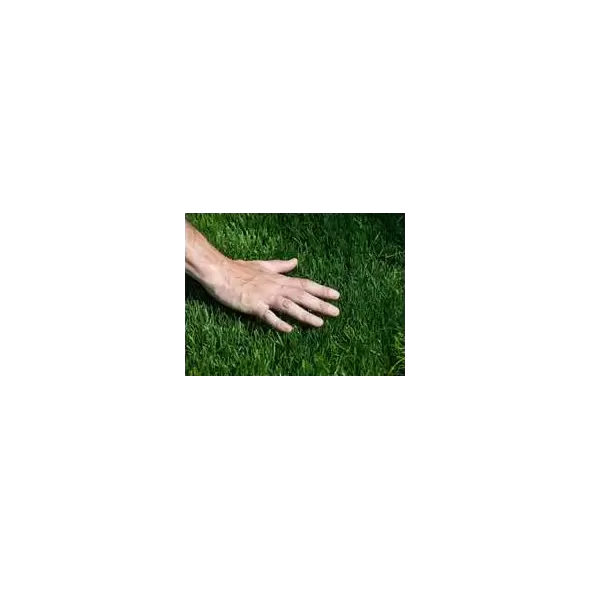 Unhulled Coated Bermuda Grass Seed