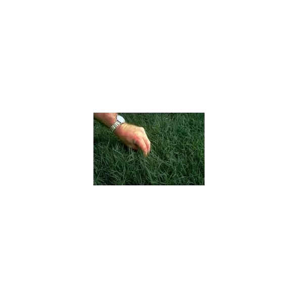 Raw and Unhulled Bermuda Grass Seed