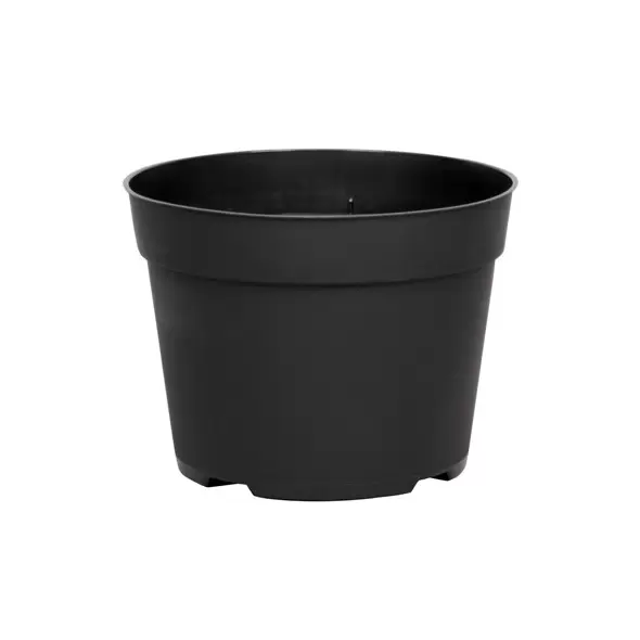 DLN 06.50 RND AZ TRAD T/W BLK 240/CS 48CS/PL