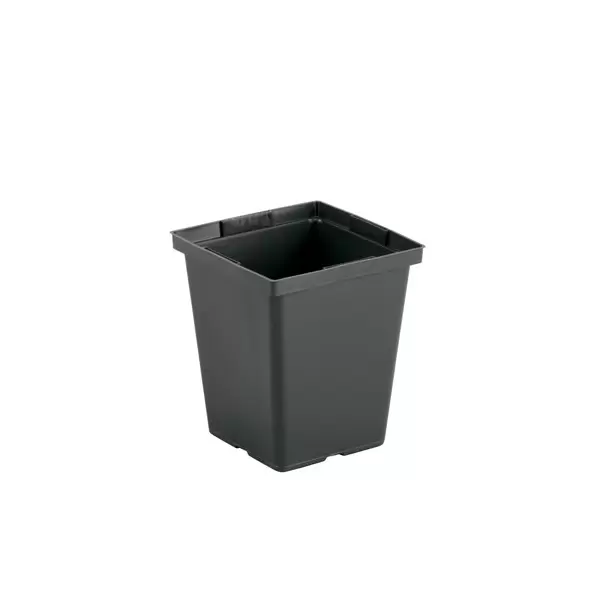 DLN 04.50 SQ DEEP PEREN T/W TL BLK 441/CS 48CS/PL