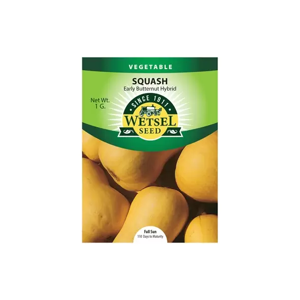 Squash, Early Butternut Hybrid - 1 Gram
