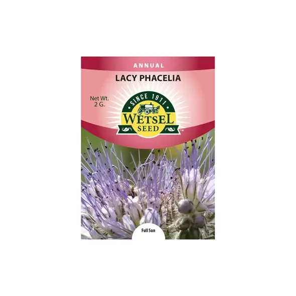 LACY PHACELIA - 2 GRAM