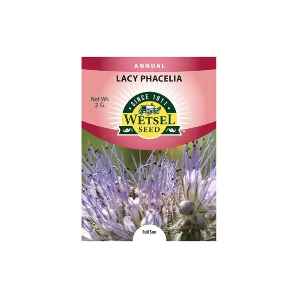 LACY PHACELIA - 2 GRAM