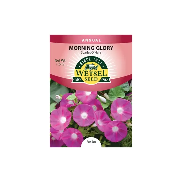 MORNING GLOR SCARLET OHAR 1.5G