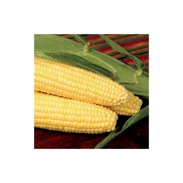 CORN, BODACIOUS SWEET - 1LB EACH
