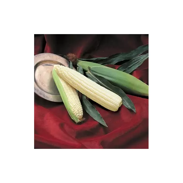 Corn, Silver Queen - 1lb