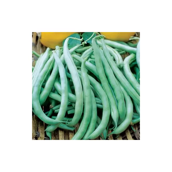 Beans, Tenderette Bush - 1lb