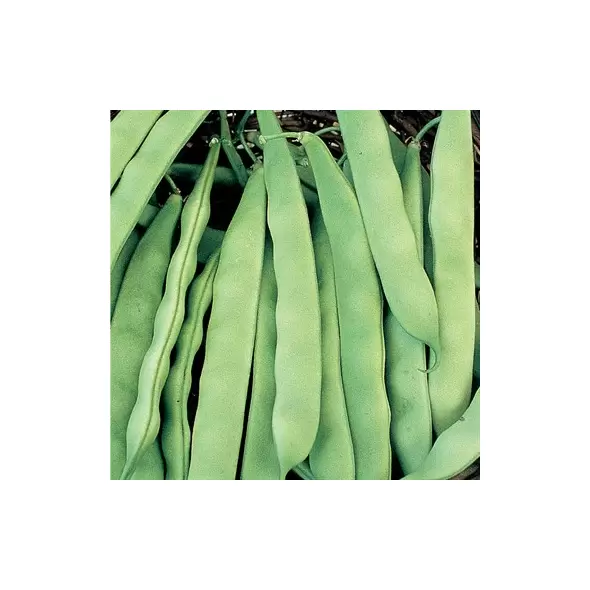 Beans, Roma II - 1/2lb