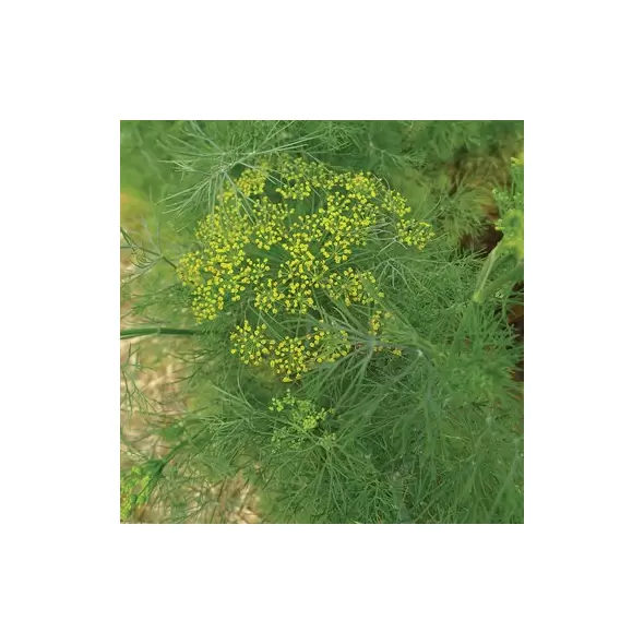 DILL, LONG ISLAND 1/2 OZ EACH