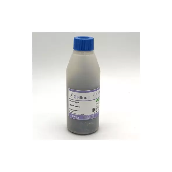 Orius insidiosus 2,000 nymphs per bottle ( Thrips )
