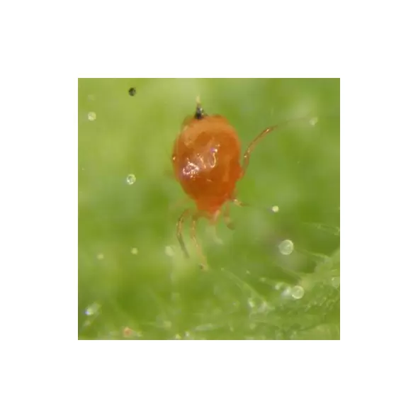 Phytoseiulus persimilis 2,000 per shaker bottle ( Spider Mite )