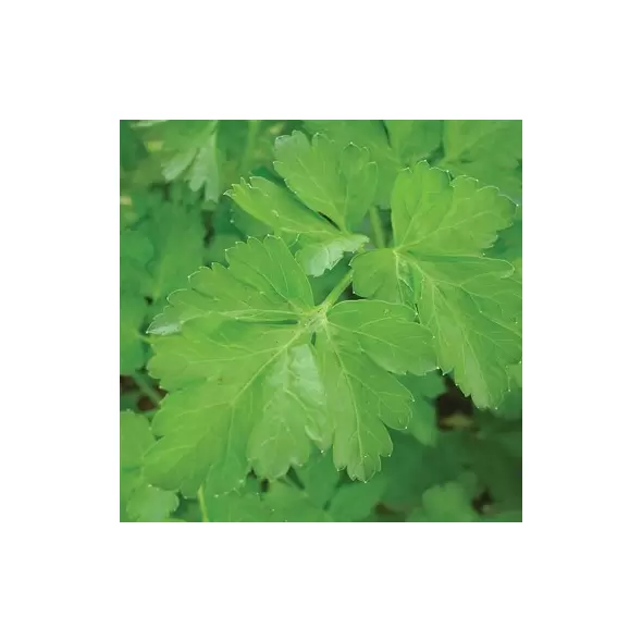 CORIANDER 1