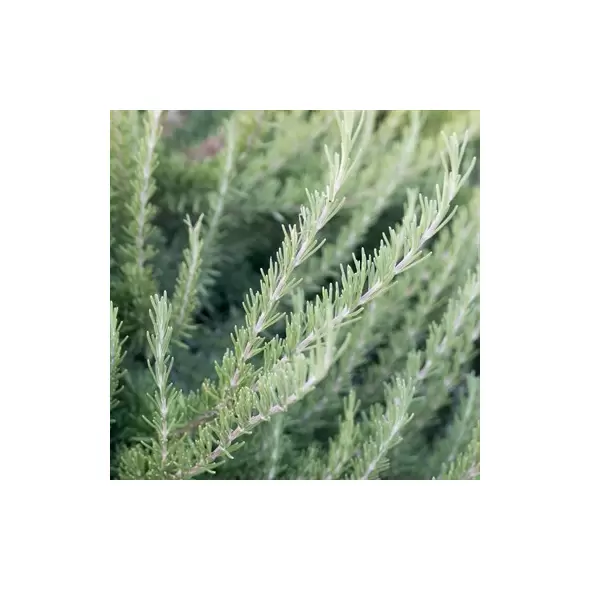 Rosemary 1 oz