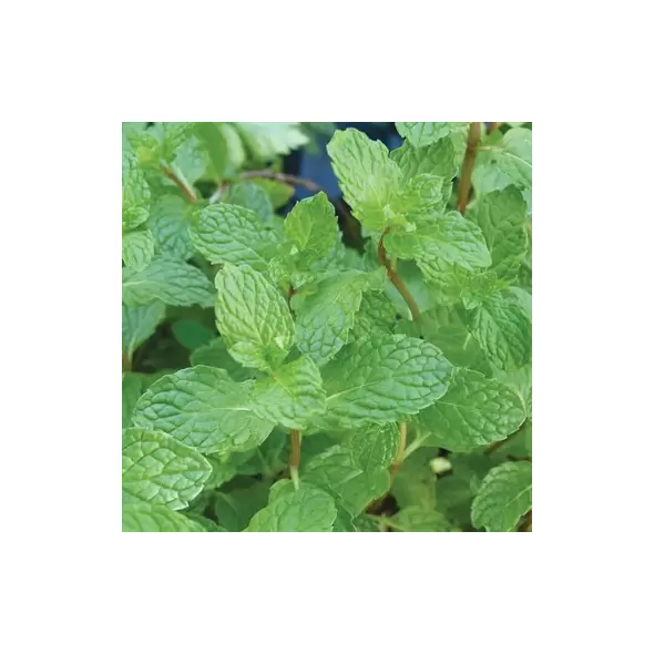 Peppermint 1/16 oz