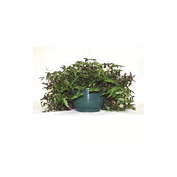 BLD 8" Green Hanging Basket W/Saucer & Wire Hanger 50/cs