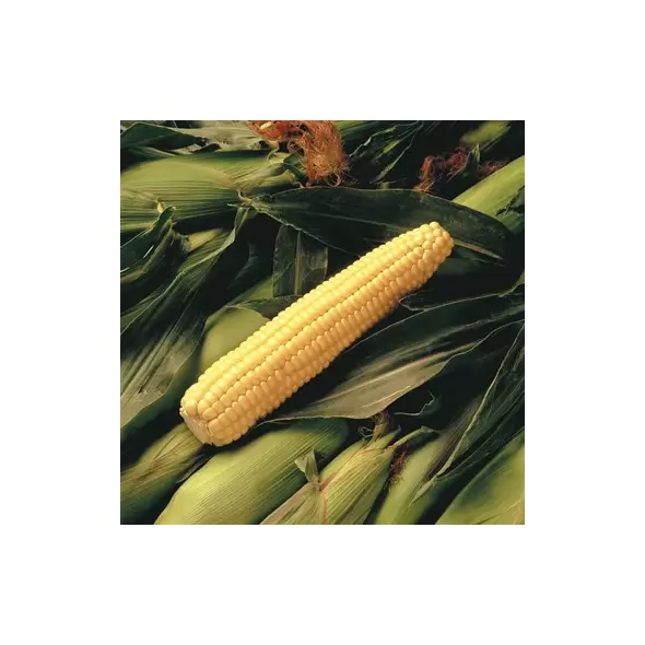 CORN, EARLY SUNGLOW - 1LB EACH