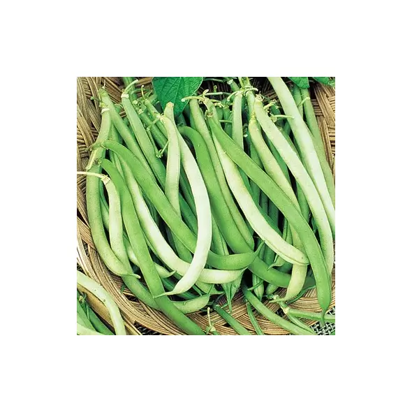 Beans, Topcrop Bush - 1lb