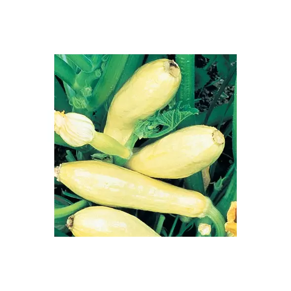 SQUASH, STRAIGHTNECK 1/2 LB EACH
