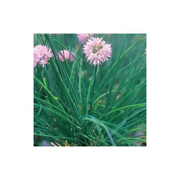 CHIVES 1/4 OZ EACH