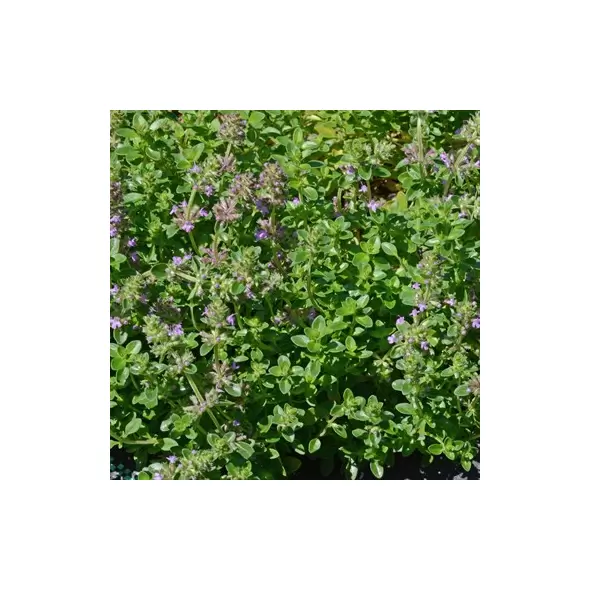 Creeping Thyme 1/4 oz