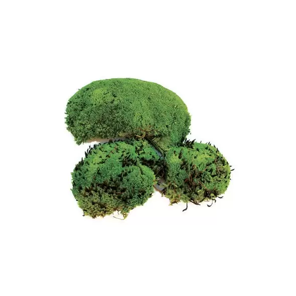 SuperMoss 200cu Bag Preserved Royal Pool Moss