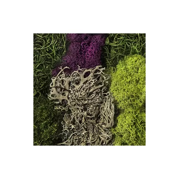 SuperMoss 8oz Moss Mix Assorted Best Sellers