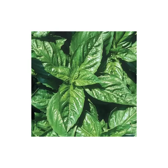 Basil, Lemon 1/4 oz