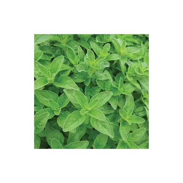Oregano, Vulgare 1 oz
