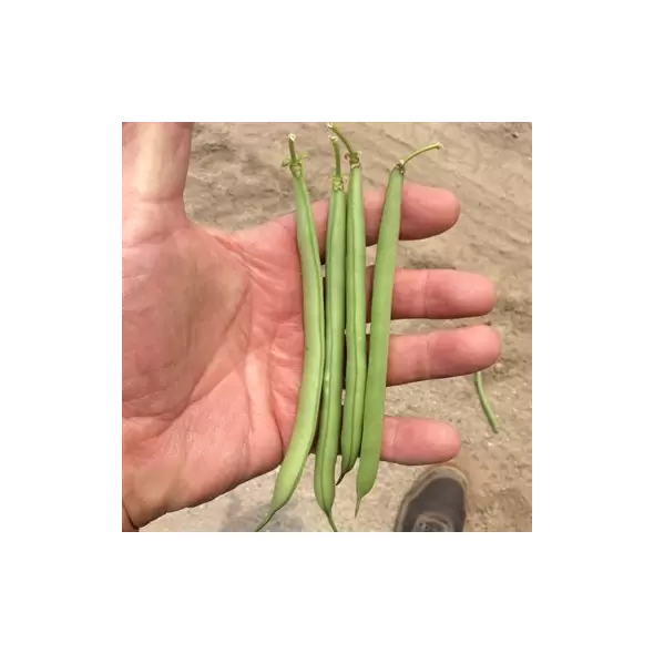 BEANS, STRIKE BUSH - TREATED 50