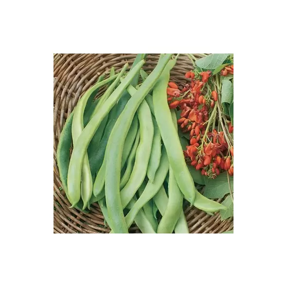 Beans, State Half Runner - 50lb