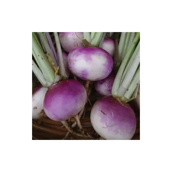 Turnips, Purple Top White Globe - 4oz