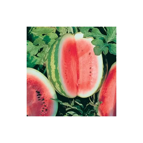 WATERMELON CRIMSON SWEET 1/2LB EACH