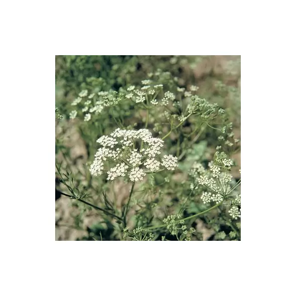 ANISE 1/2 OZ. EACH
