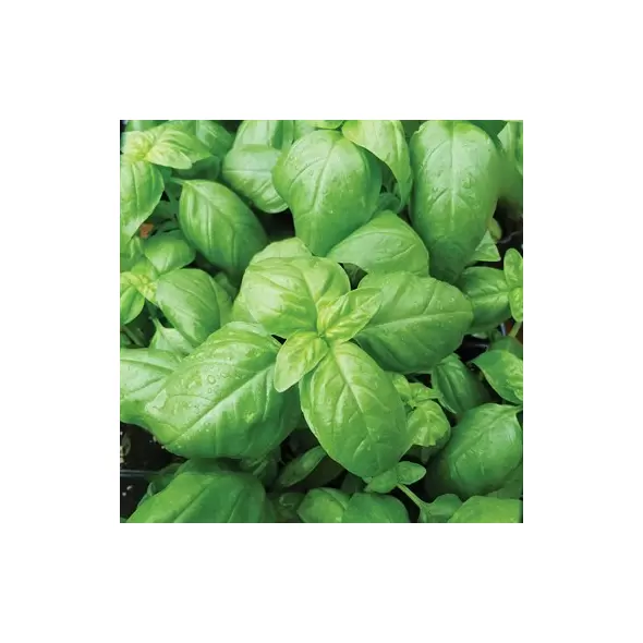 Basil, Sweet Lbs