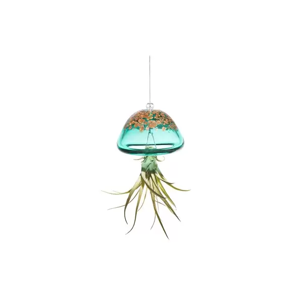 APM Air Plant Jellyfish Lake Green/Gold