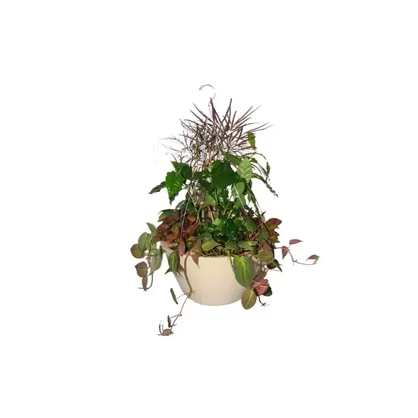 Bld 14.00 SL Hanging Basket W/MOCHA 26" FLEX HGR MOCHA 25/CS